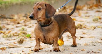 7 Truths About Living With a Dachshund (It’s Not What You Think)
