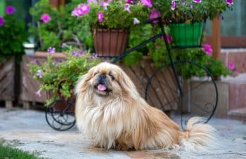 13 Dog Breeds That Live For Peace And Comfort