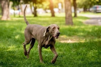 11 Busy Dog Breeds Born To Run, Jump, And Explore