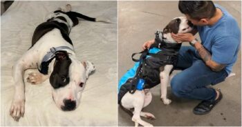 Guy Races To Shelter To Save Dog With Only 5-Minutes Left To Live