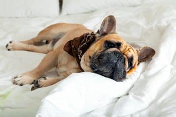 11 Dog Breeds That Love Routine And Quiet