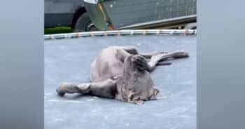Great Dane Melts Hearts with Hilarious ‘Meditation’ on Trampoline