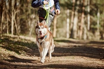 15 Tireless Dog Breeds Ready for Every Hike