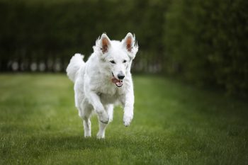 5 Best Insect Based Dog Foods