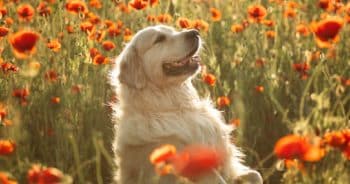 14 Heartfelt Pet Memorial Urns to Keep Their Spirit Alive