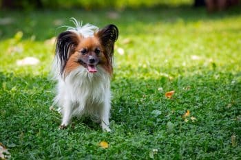 11 Small Dog Breeds That Thrive In Apartment Life