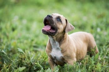 11 Tough Dog Breeds You Didn’t Know Were So Friendly