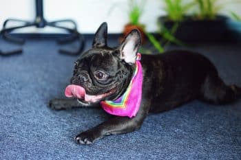 13 Low-Key Dog Breeds That Won’t Mind Skipping The Park