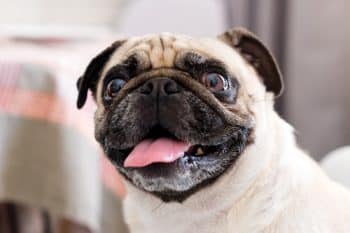 13 Dog Breeds That Win Everyone Over Instantly