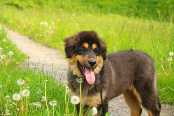 6 Best Supplements for Dogs with Cushing’s Disease