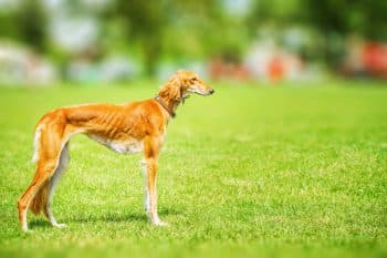 11 Agile, Fast-Moving Dog Breeds Built for Performance