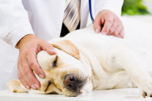The Top $1,000 Vet Bills and How to Avoid Them