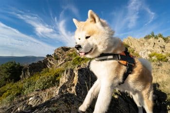 13 Loyal Dog Breeds Who’ll Never Let You Down