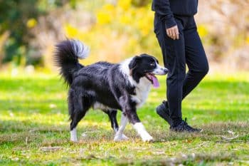 13 Motivated Dog Breeds Who Love a Good Workout