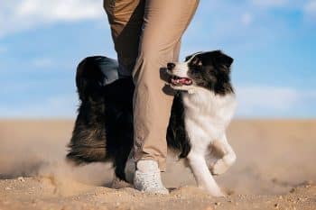 13 Reasons Dogs Follow You Room To Room Daily