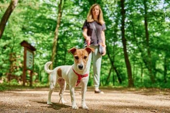 How to Choose the Right Dog Leash, Collar, or Harness for Your Pup
