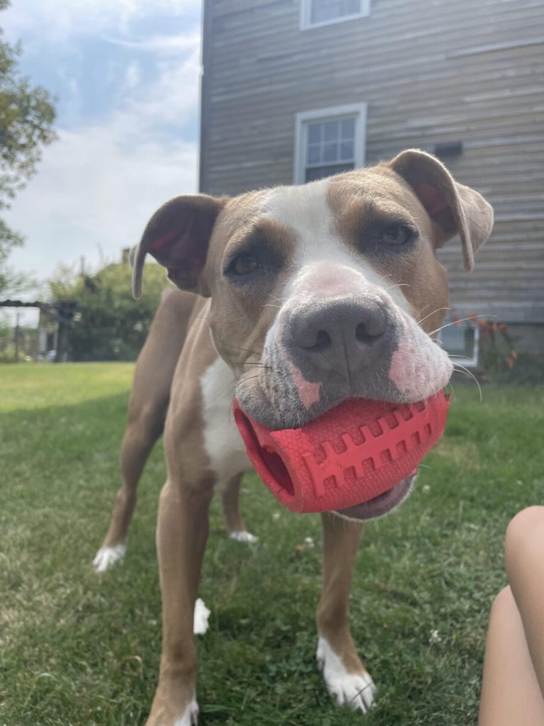 Doug’s journey from stray to cherished family member