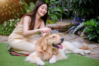 Go Green With These 15 Amazon Eco-Friendly Dog Essentials