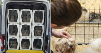 Over 100 Dogs Pulled from Iowa Property, Shelters Now at Breaking Point