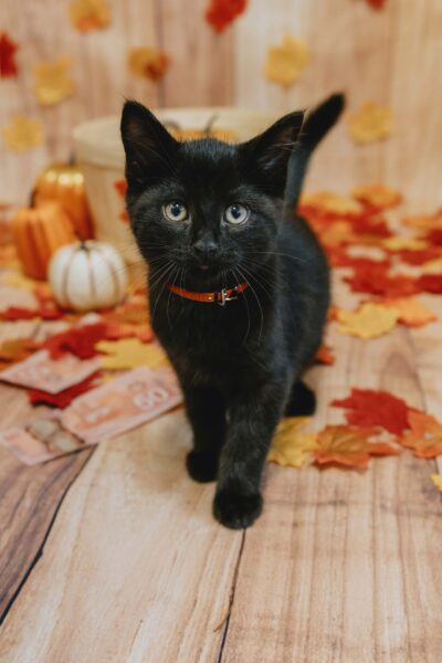 Rake in cash while helping animals with the Ontario SPCA’s Draws for Paws 50/50 Lottery