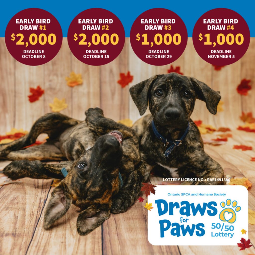 Win big for animals in need