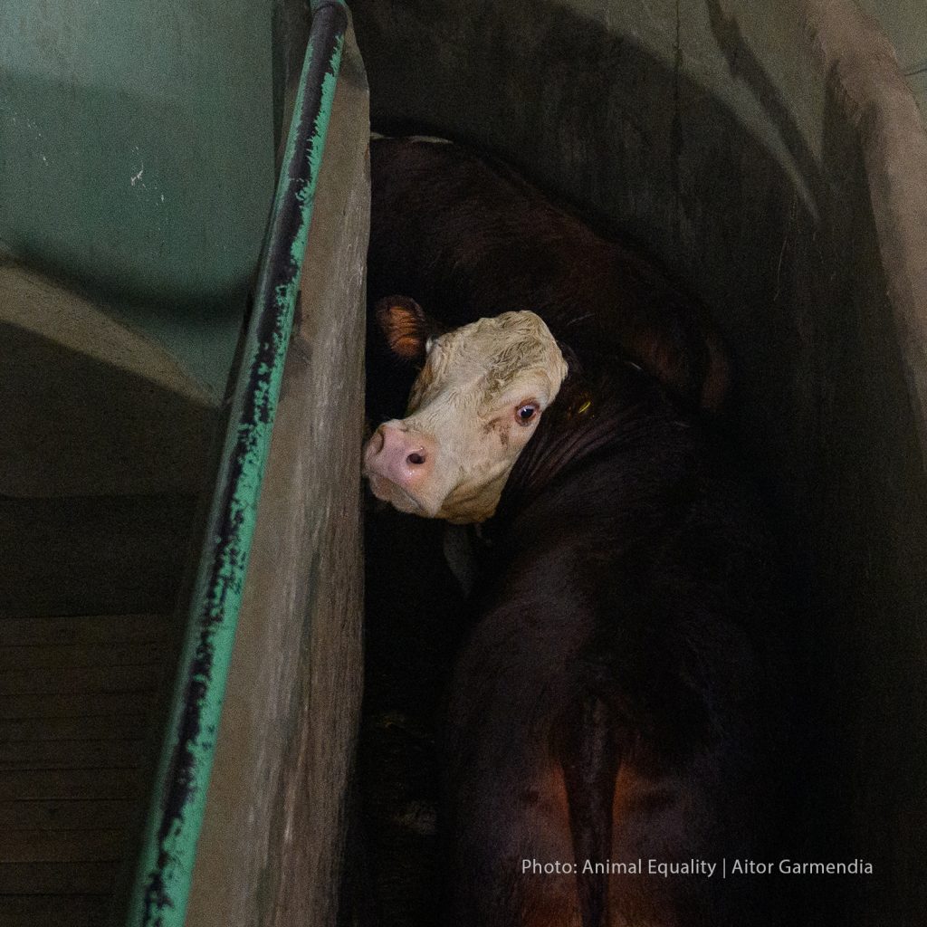 Argentina’s kill floors: What animals see before they die