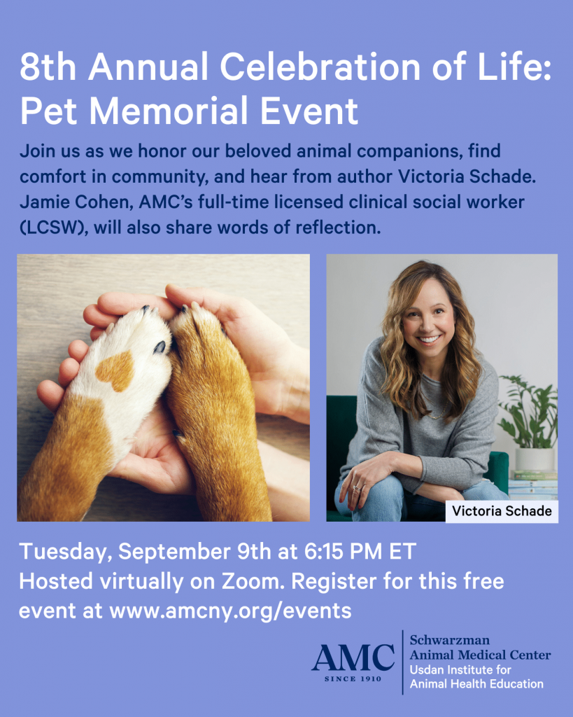 Understanding Feline Grief: New Insights for National Pet Memorial Day