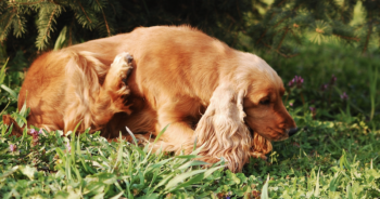 10 Best Allergy Supplements For Dogs