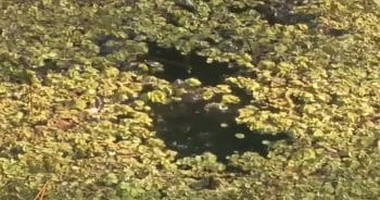 Puppy Dragged Underwater Until Woman Rescues by Punching Alligator