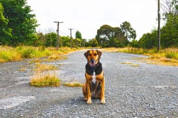 Does your dog stay alone? 5 foolproof tips to finally help him make friends