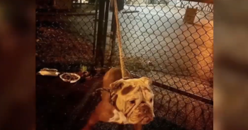 Shelter Workers Horrified After Discovering Dog Shot and Abandoned at Gate