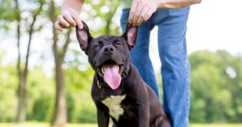 Beyond Breed: Basepaws Offers Science-Backed Insights For A Healthier Pup