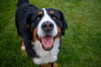 9 Best Smart Dog Feeders for Bernese Mountain Dogs in 2025