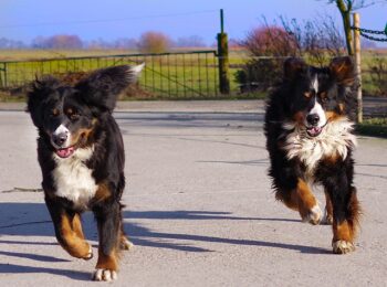 The Best 7 Bernese Mountain Dog Activity Trackers For 2025