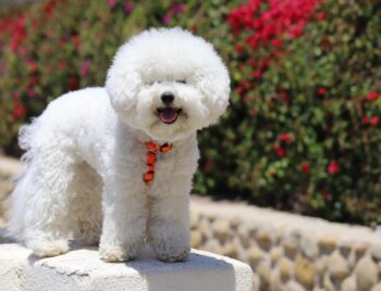9 Best Smart Dog Feeders for Bichon Frises in 2025