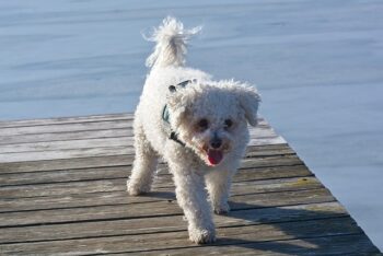The Best 7 Bichon Frise Activity Trackers For 2025