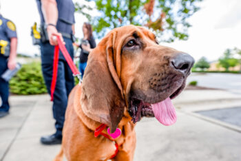 4 Best Dog Weight Loss Supplements for Bloodhounds