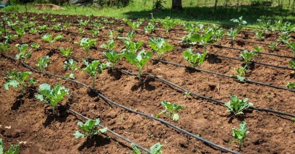 How to Install Drip Irrigation on Your Farm for Better Yields & Less Water Wastage