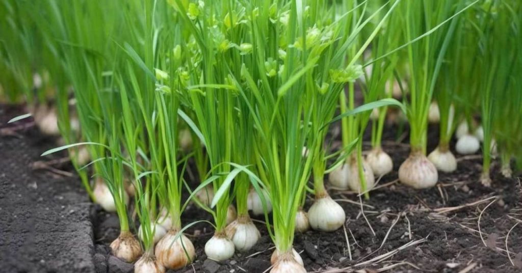 What Indian Gardeners Should Sow in September for a Lush & Colourful Winter Harvest