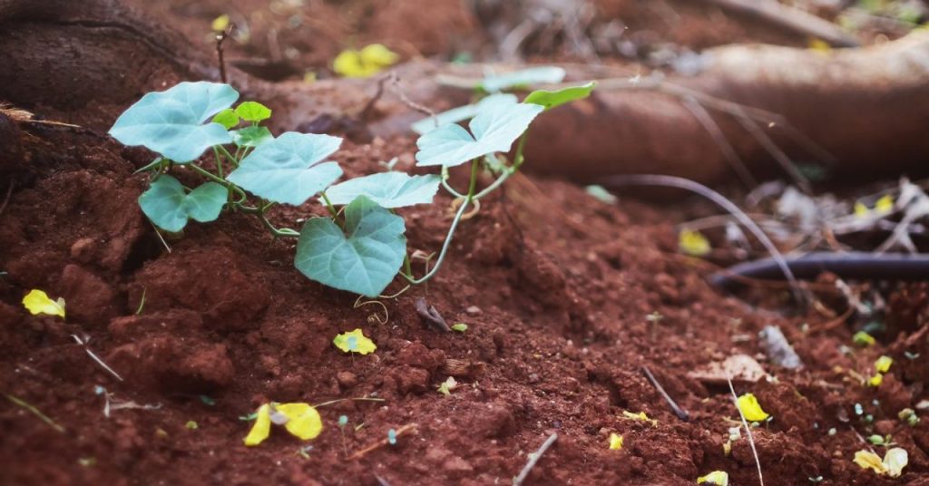 How to Take Care of Your Garden Soil After the Rains