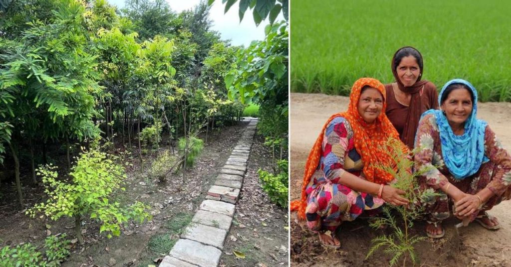 How 3 Million Trees Brought Back Punjab’s Forests, Revived Wildlife & Created Jobs for Thousands