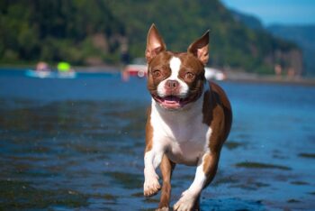 The Best 7 Boston Terrier Activity Trackers For 2025