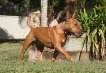 The Best 7 Bull Terrier Activity Trackers For 2025
