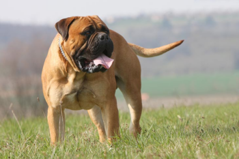 The Best 7 Bullmastiff Activity Trackers For 2025