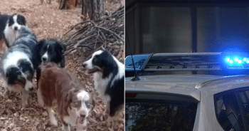 Tragic Crash Claims Life, 18 Dogs Left Behind Desperate for Homes