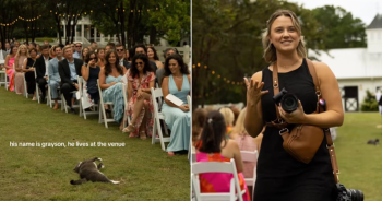 Cat Decides to Crash Wedding Ceremony in Grand Fashion, Steals Spotlight