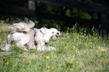 The Best 7 Chinese Crested Activity Trackers For 2025