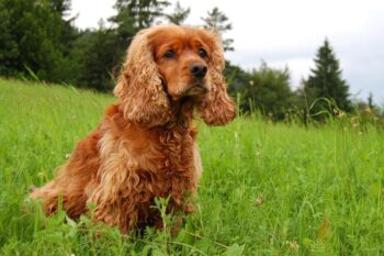 The Best Dehydrated Dog Foods for Cocker Spaniels