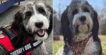 Police Grieve Loss of Beloved Comfort Dog Zena After Fatal Accident