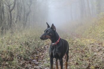 The Best 7 Doberman Activity Trackers For 2025